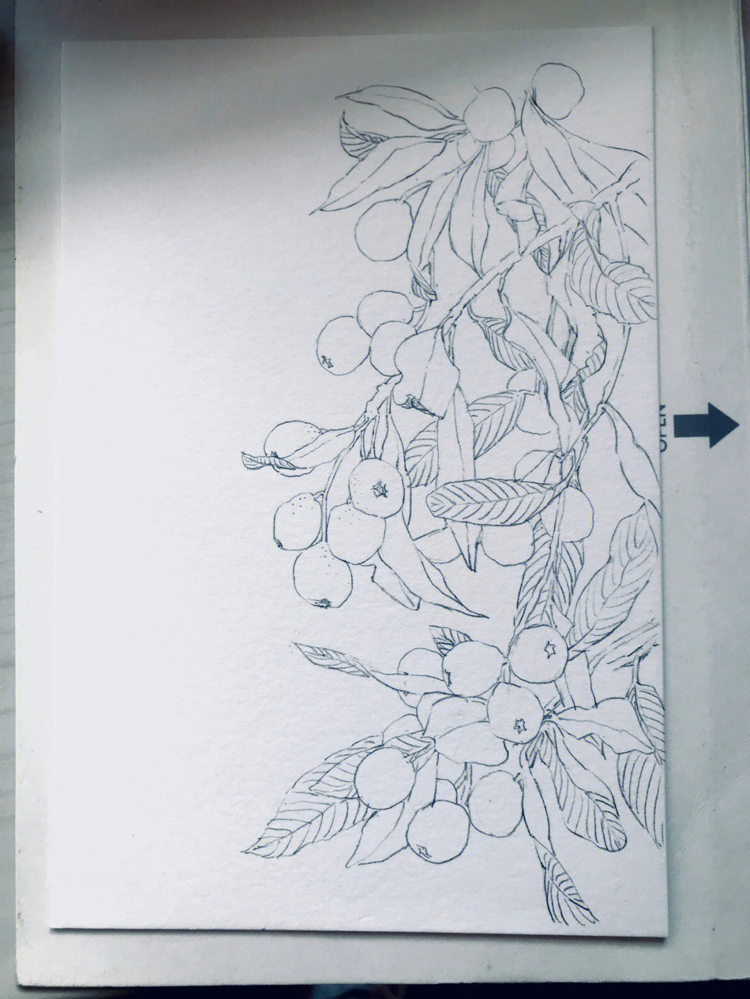 枇杷树怎么画简单画图片
