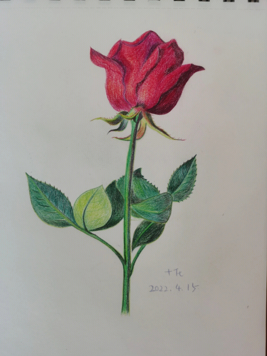 玫瑰花束彩铅图片