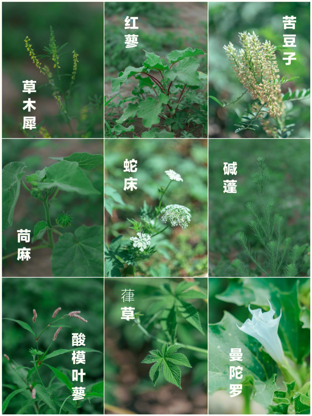 80种常见野草图片