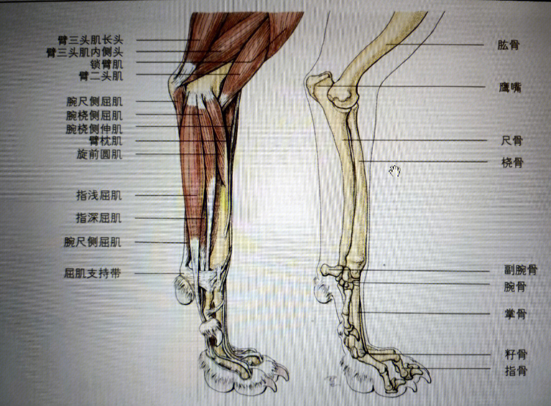 狗后肢骨头结构图图片