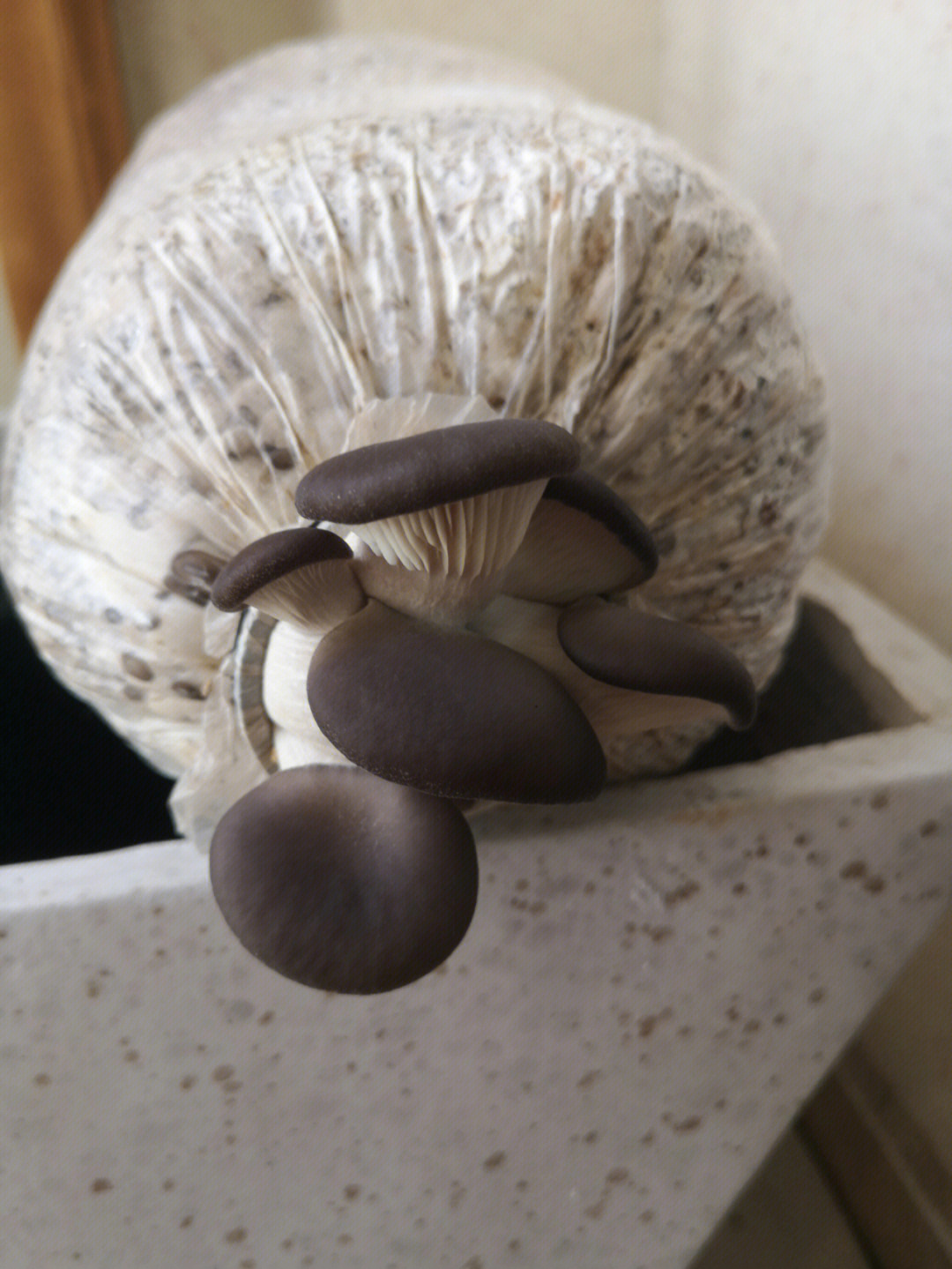 蘑菇生长过程示意图图片