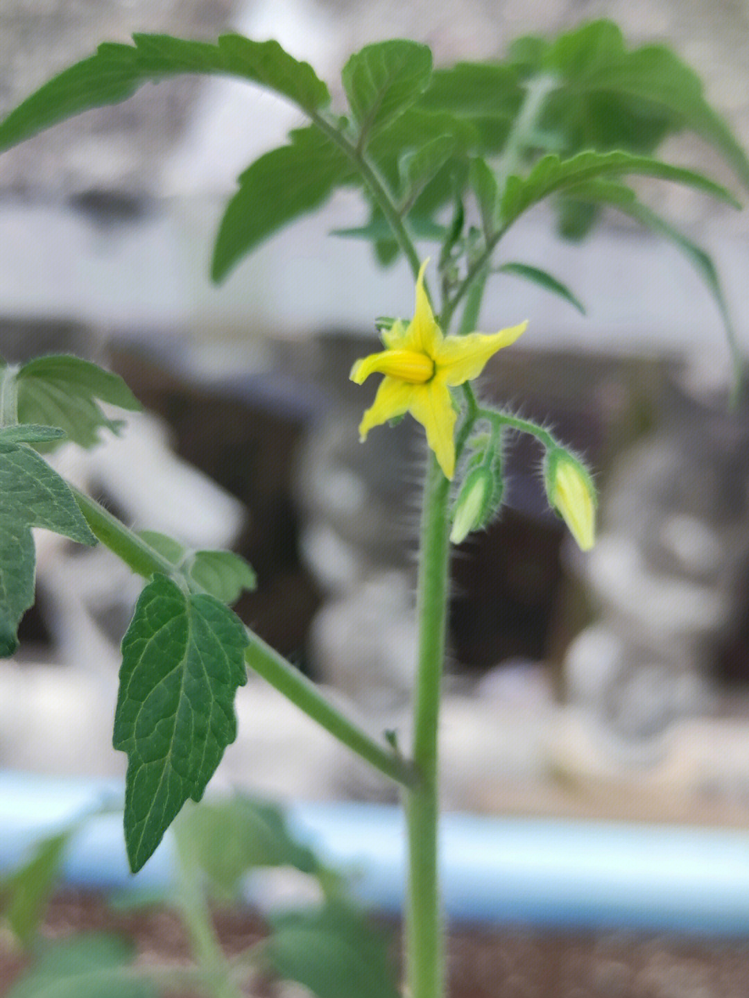 小番茄育苗50天没控制好温度徒长严重