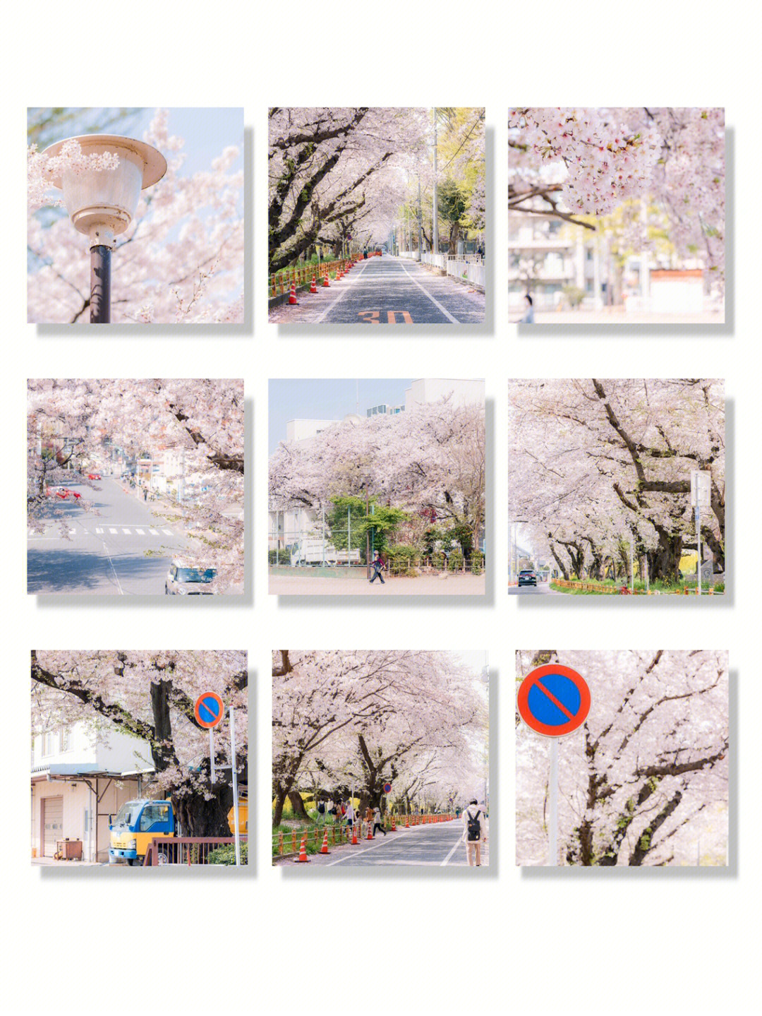 日本樱花季日剧一样唯美的樱花街道