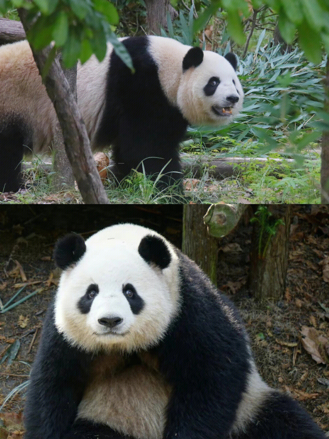大熊猫昭美看淼淼带娃图片