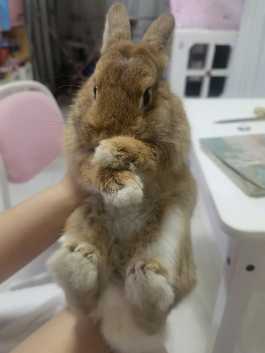 六个月的兔兔