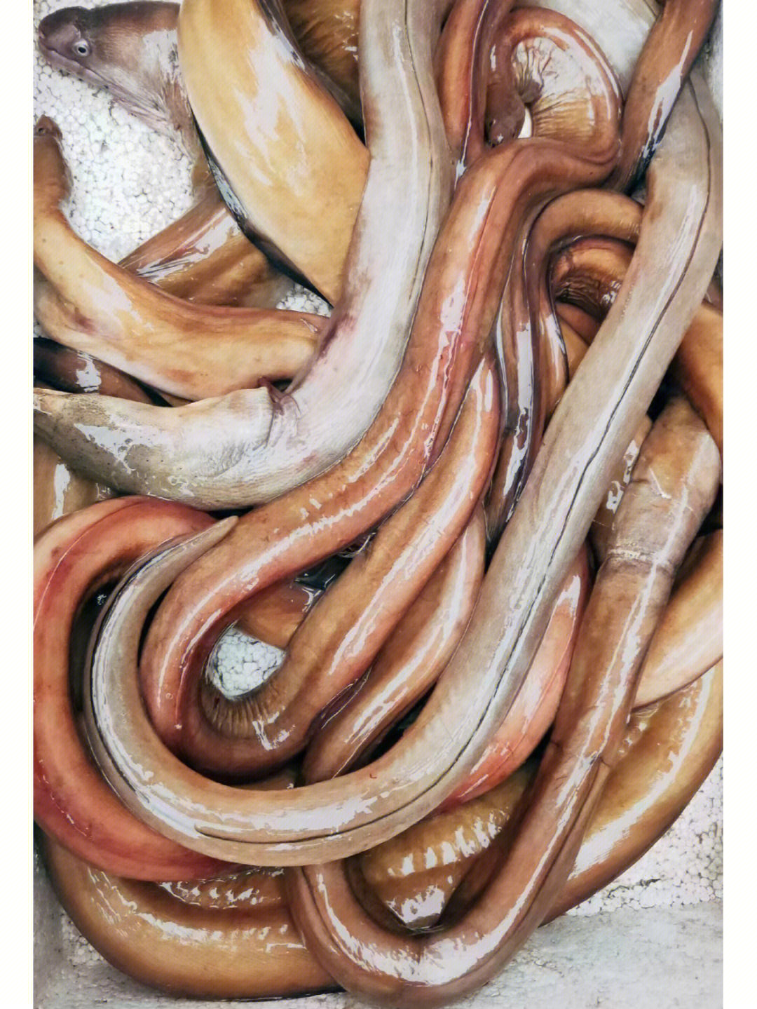 巨好吃红鳗餔只有冬天才有千万不要错过
