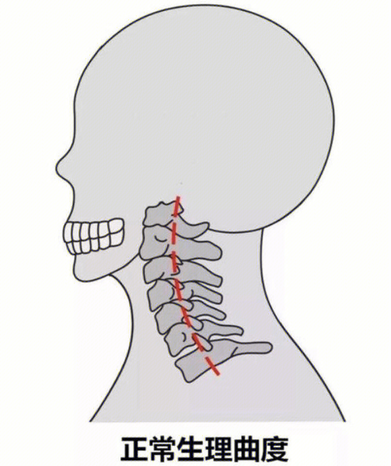 在挑选合适的枕头前,我们先要了解颈椎的生理曲度