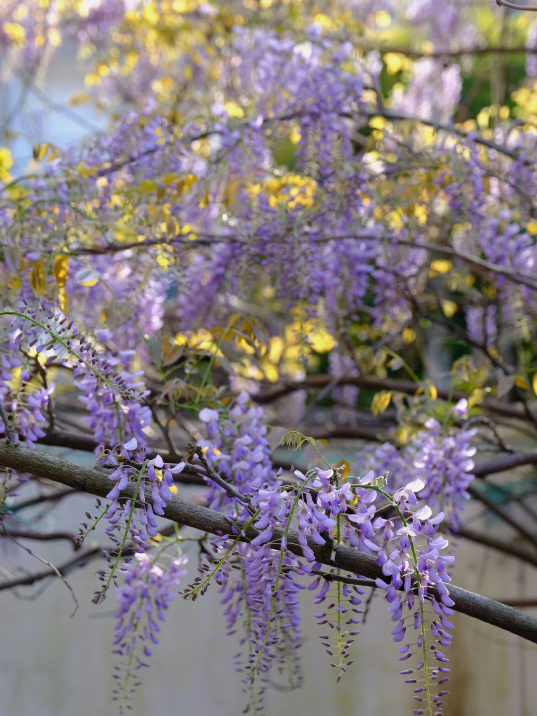 花事紫藤花开