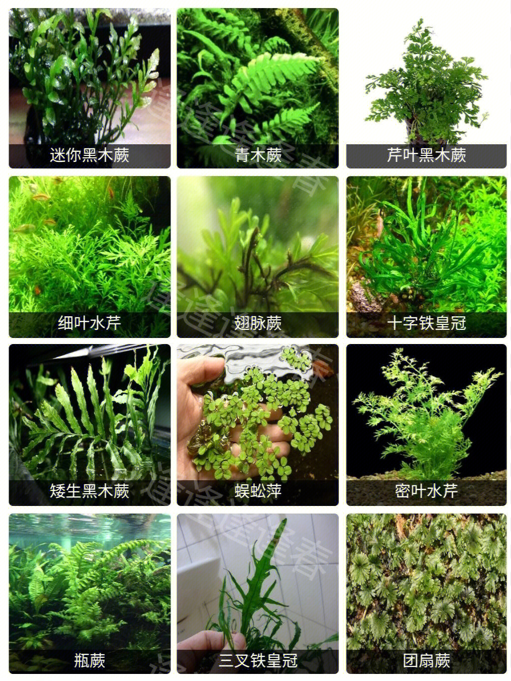 水草种类品种图片