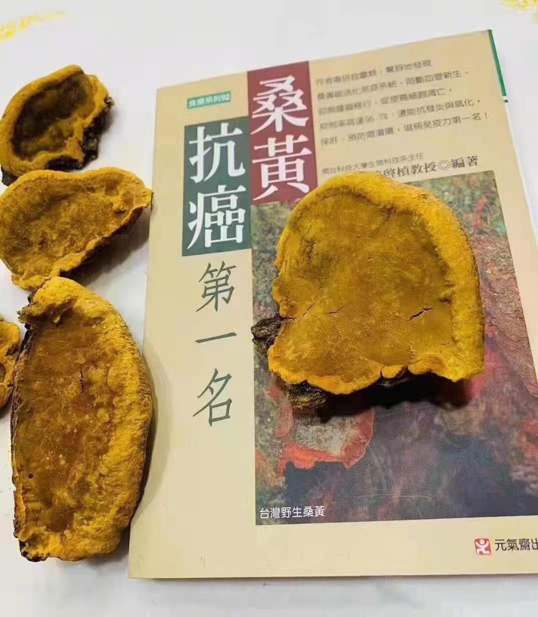 桑黄的药用价值图片