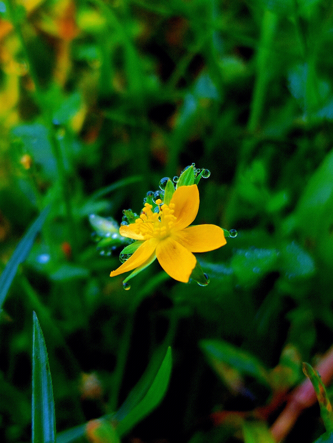 露水照片 花草图片