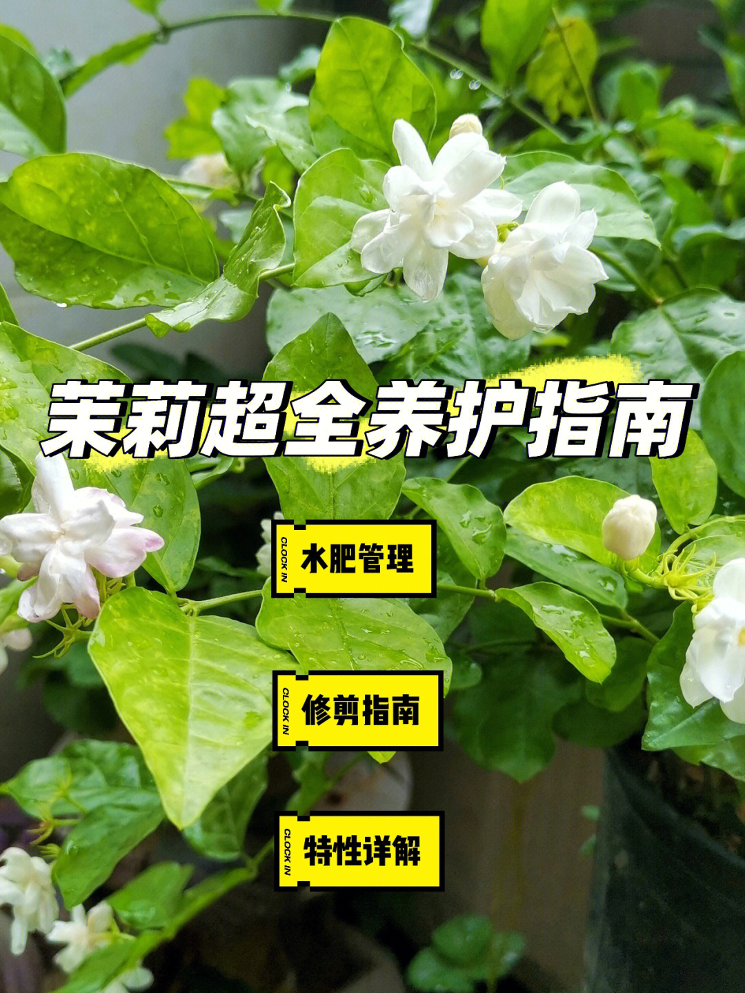 茉莉花养殖技巧图片