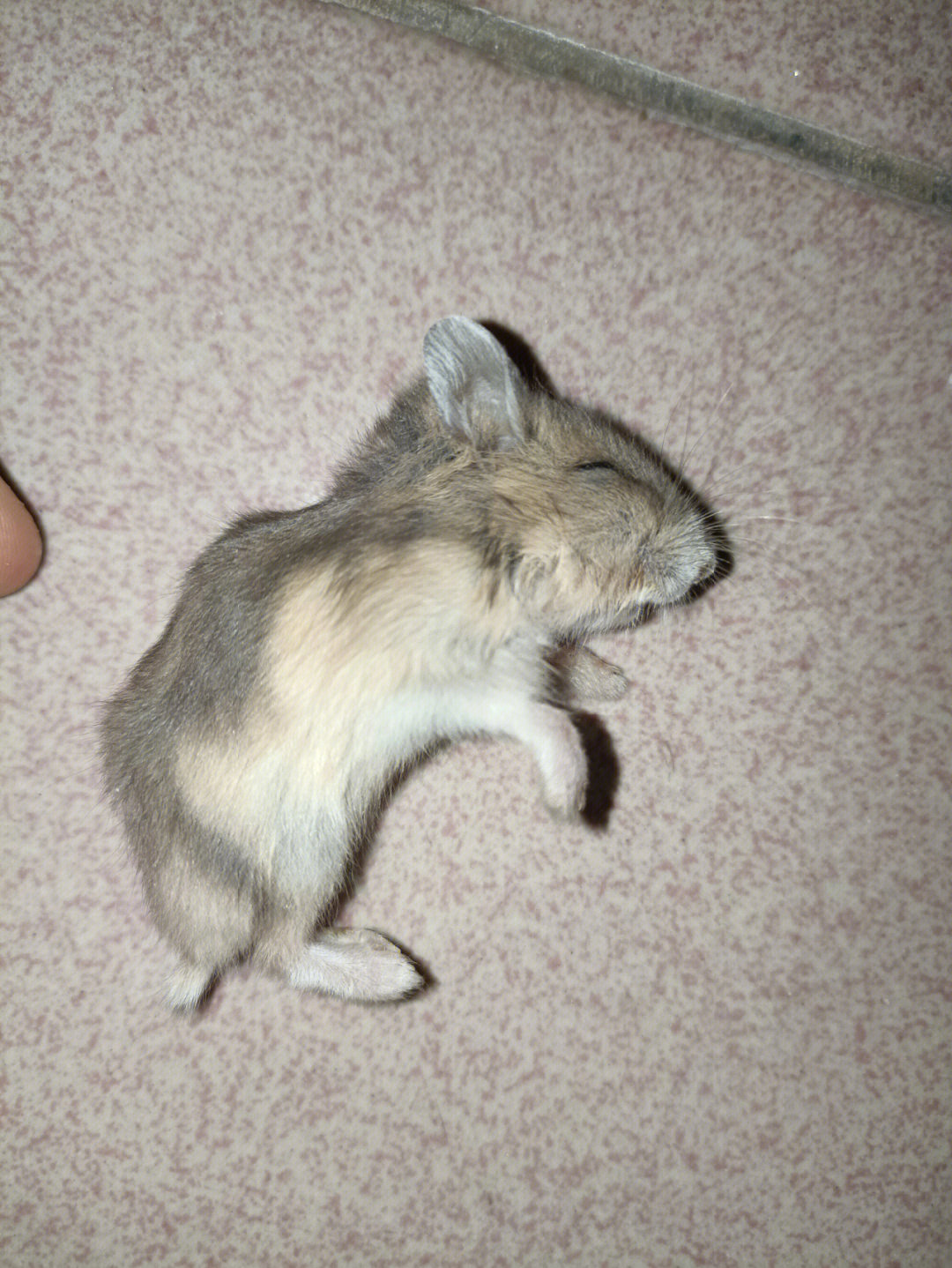 银狐仓鼠死了的照片图片