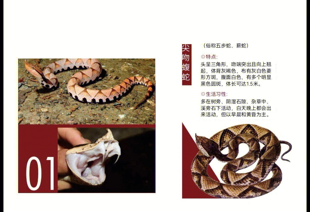 中国十大毒蛇图鉴