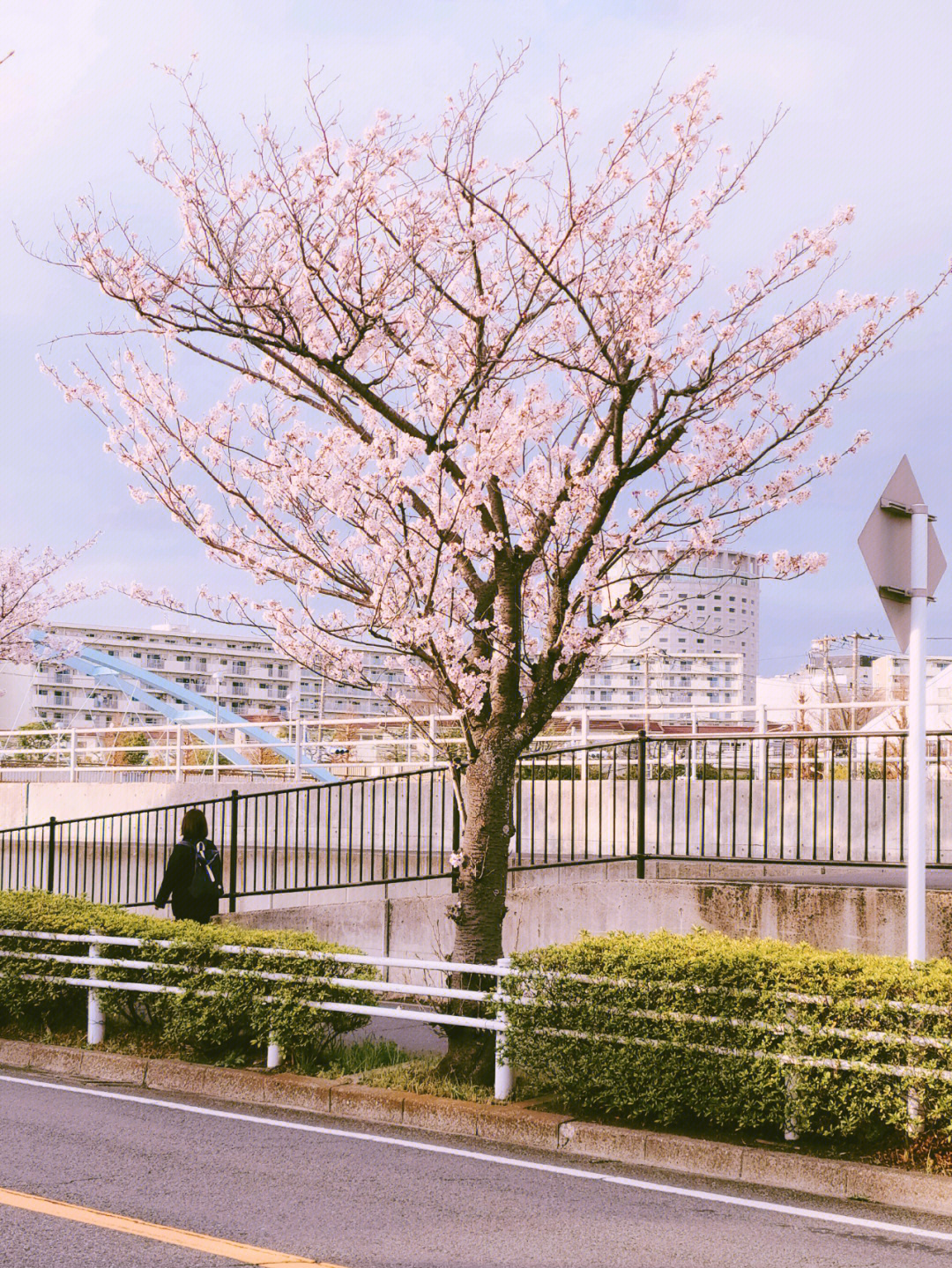 日本街道边的樱花你确定不来看看嘛