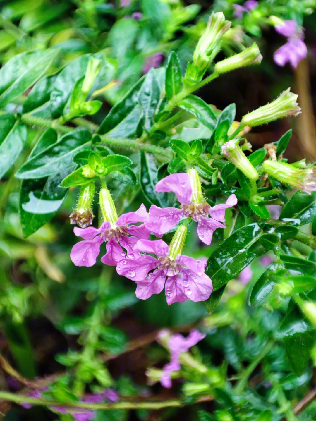 萼距花手绘图片