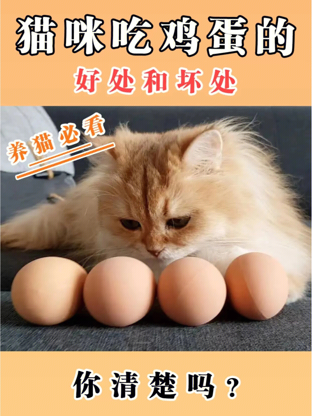 猫咪吃鸡蛋的好处和坏处,你清楚吗?