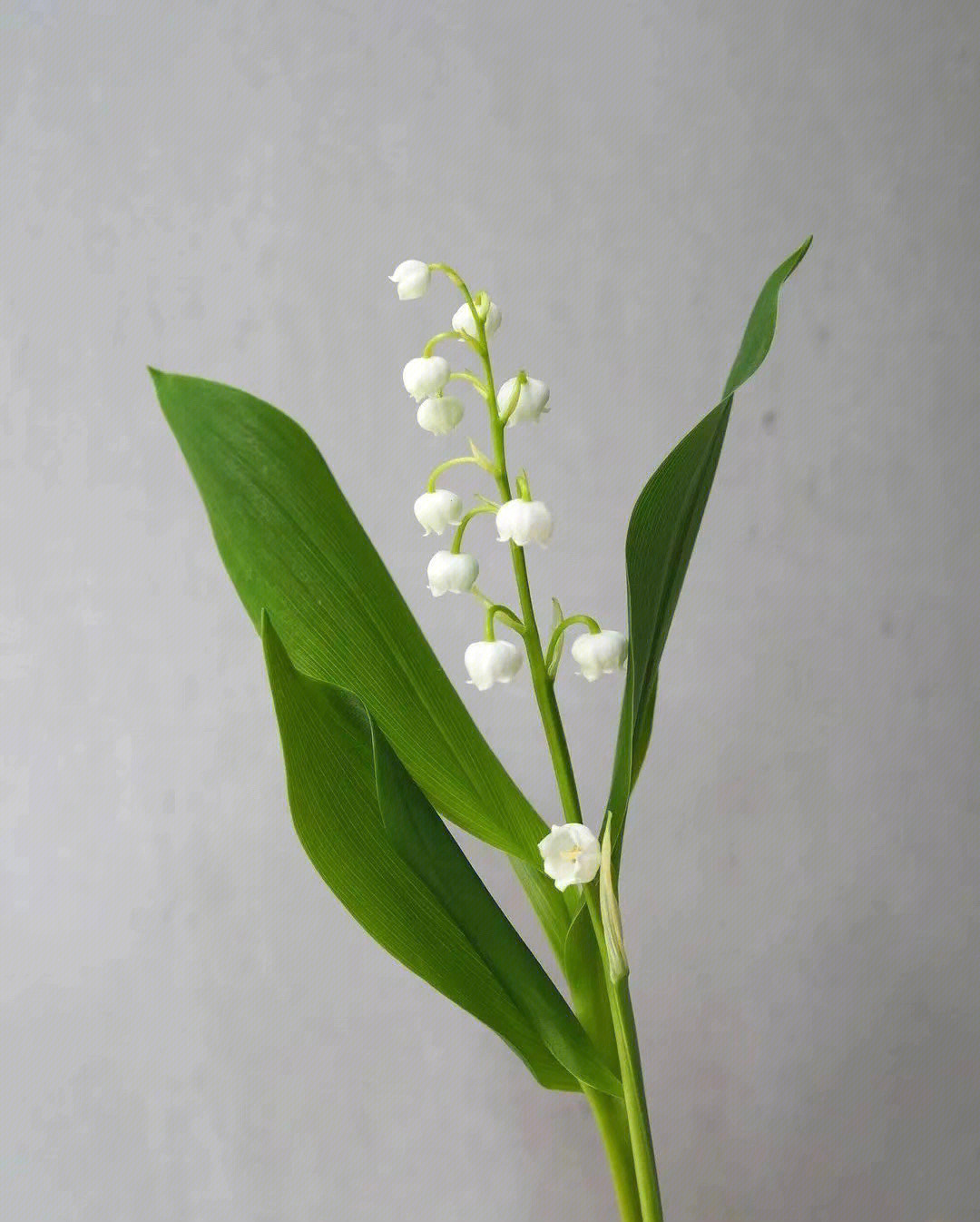 一直被认为是一种极浪漫的花朵在法国,每年5月1日是铃兰节处处卖铃兰
