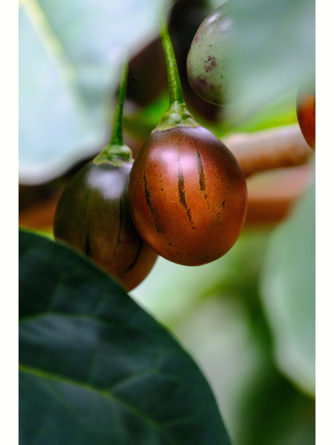 树番茄百科图片