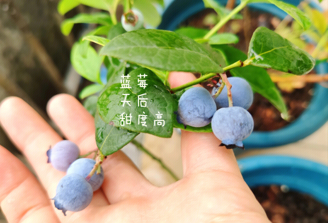 明星蓝莓品种简介图片