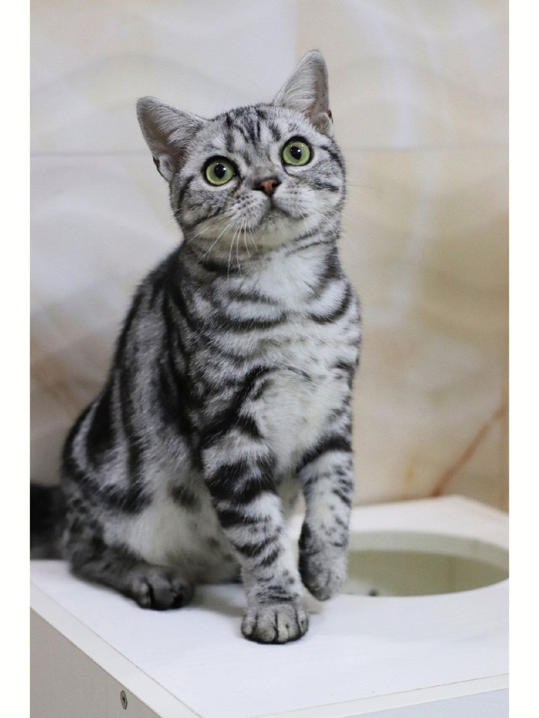 银斑虎纹猫图片