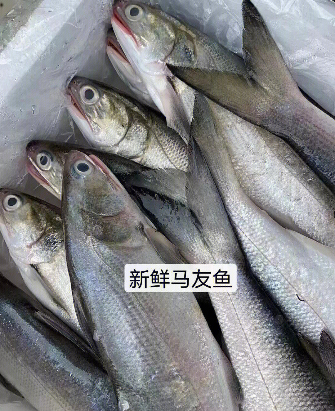 湛江十大海鱼图片