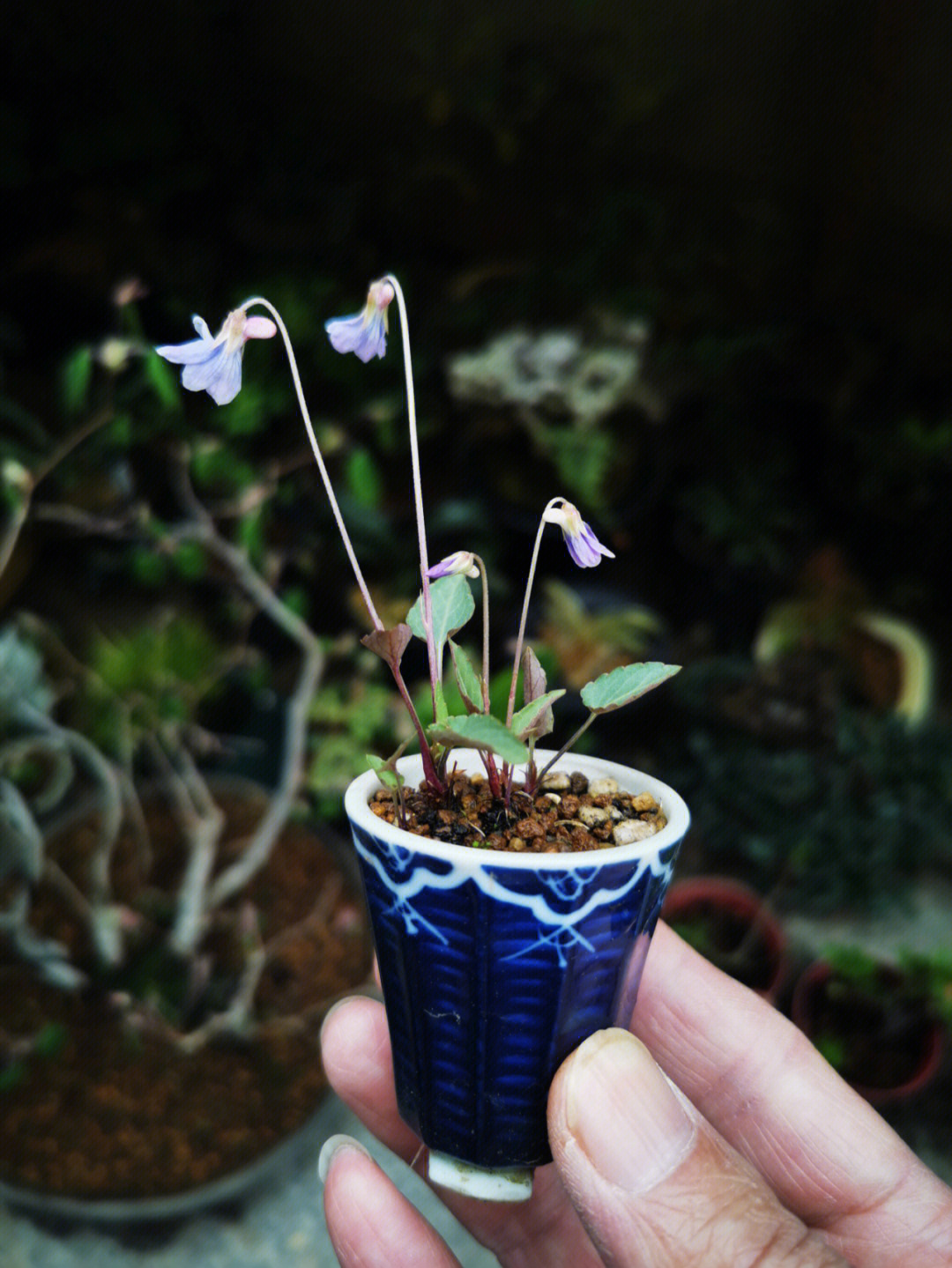 紫花地丁发芽图片