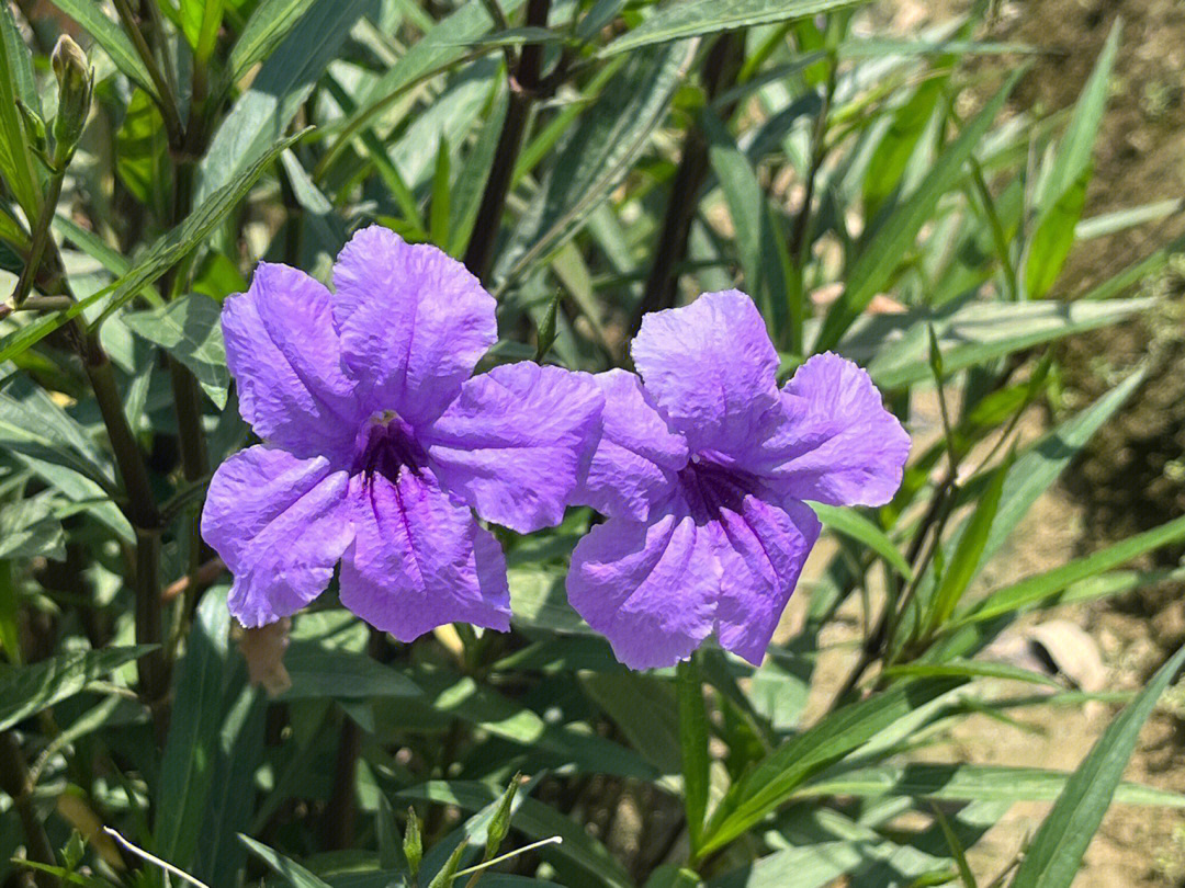 翠芦莉养植方法