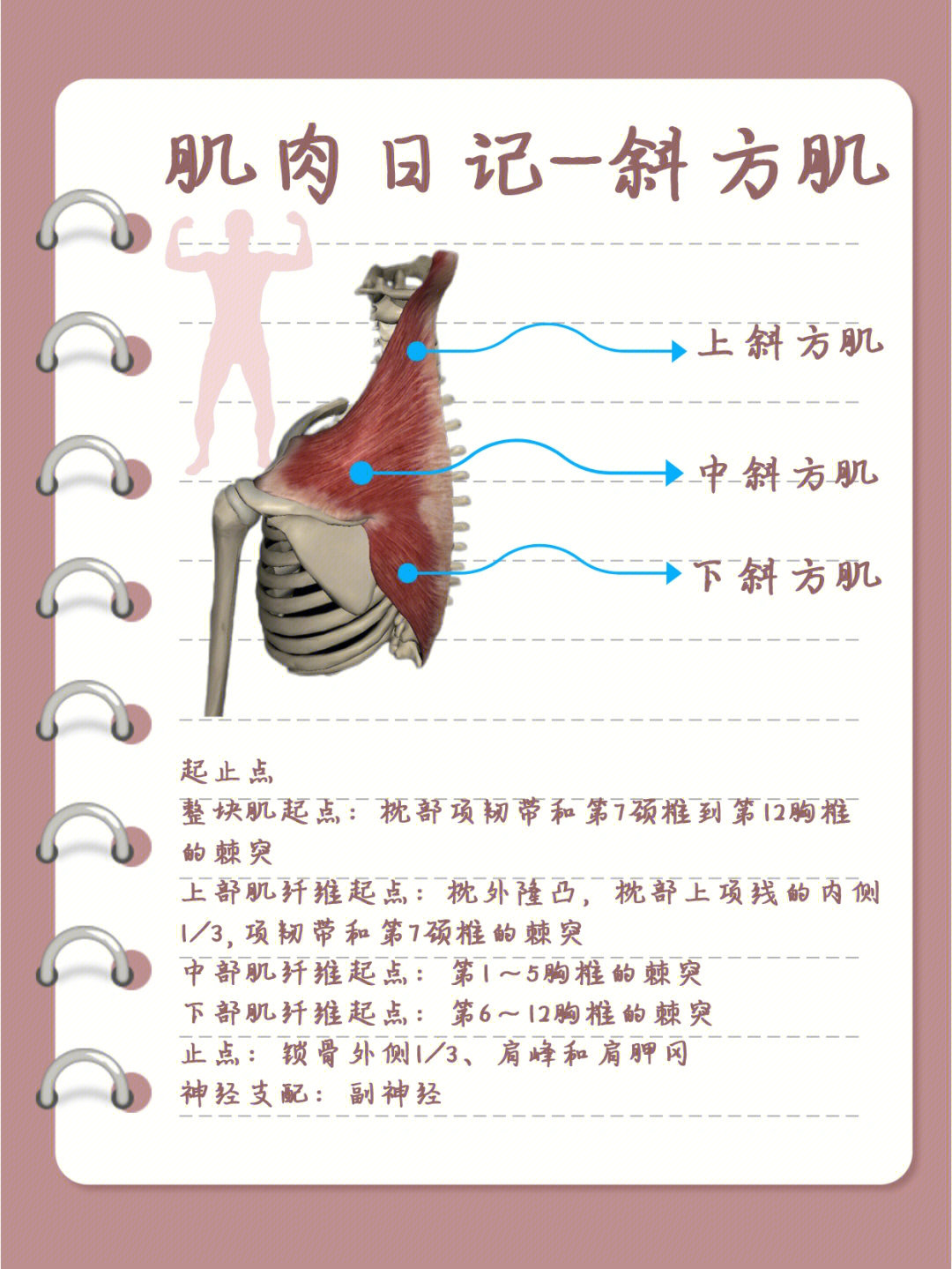 肌肉日记之斜方肌