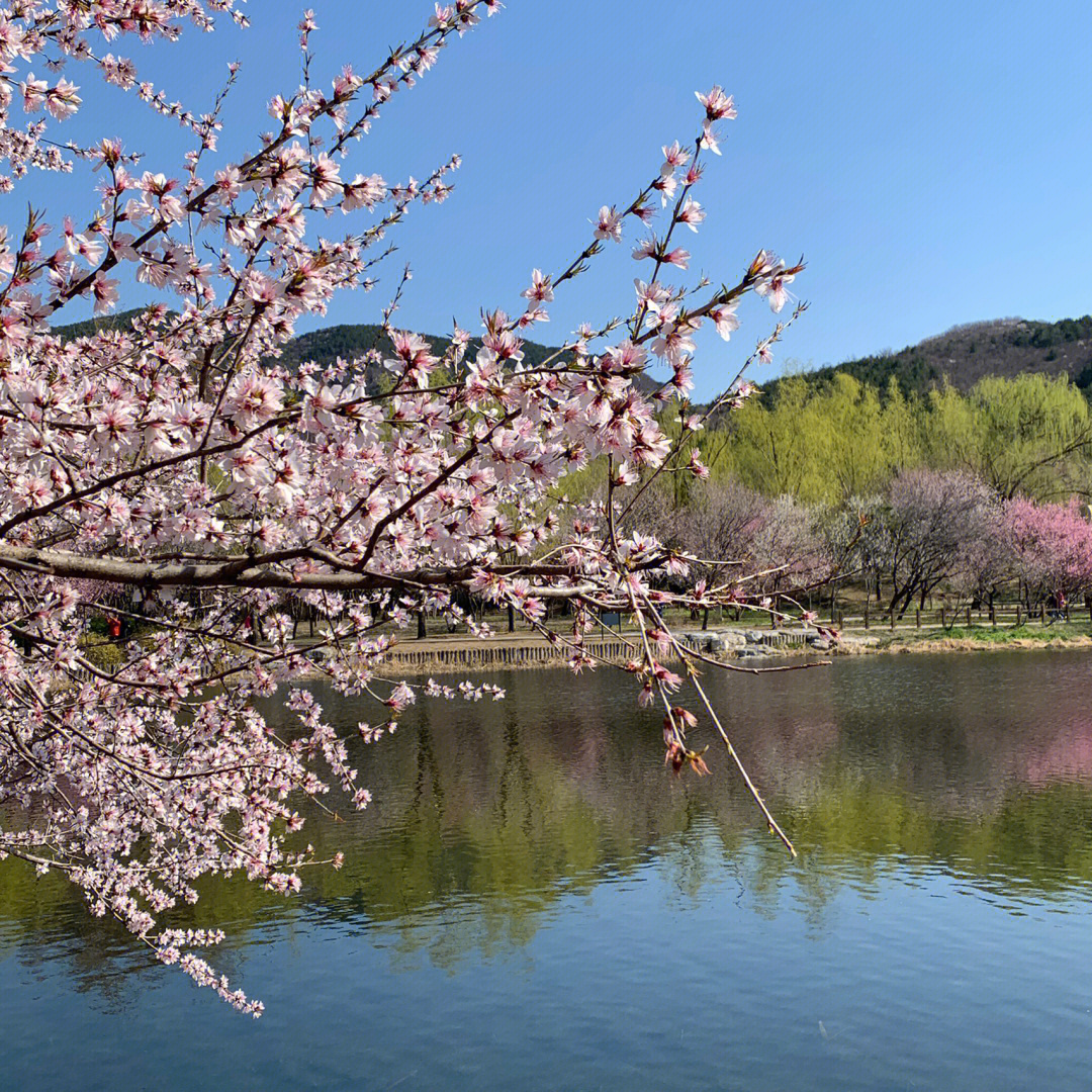 北京植物园桃花季图片