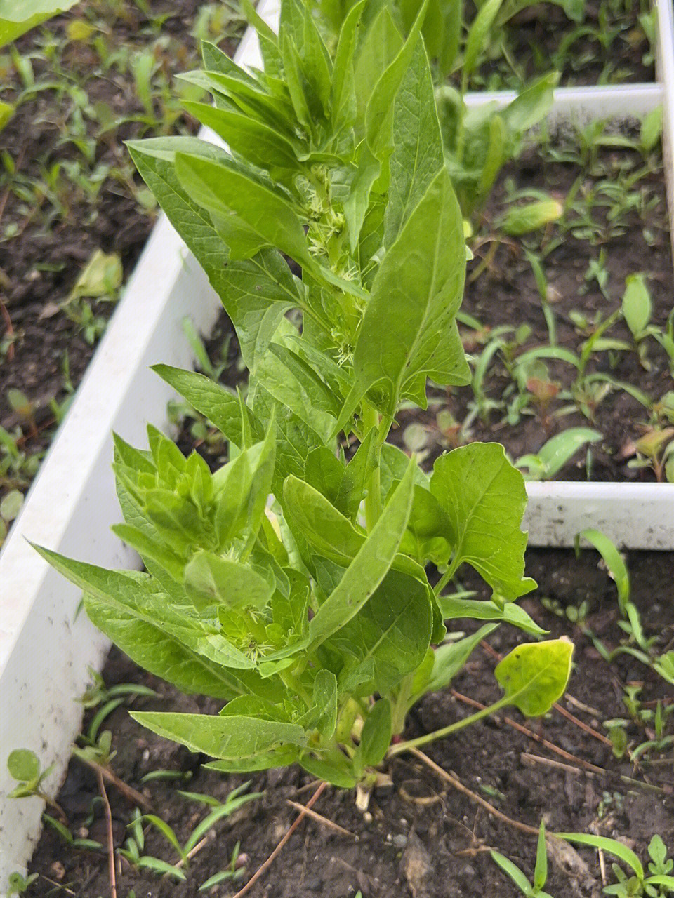 菠菜开花结籽图片