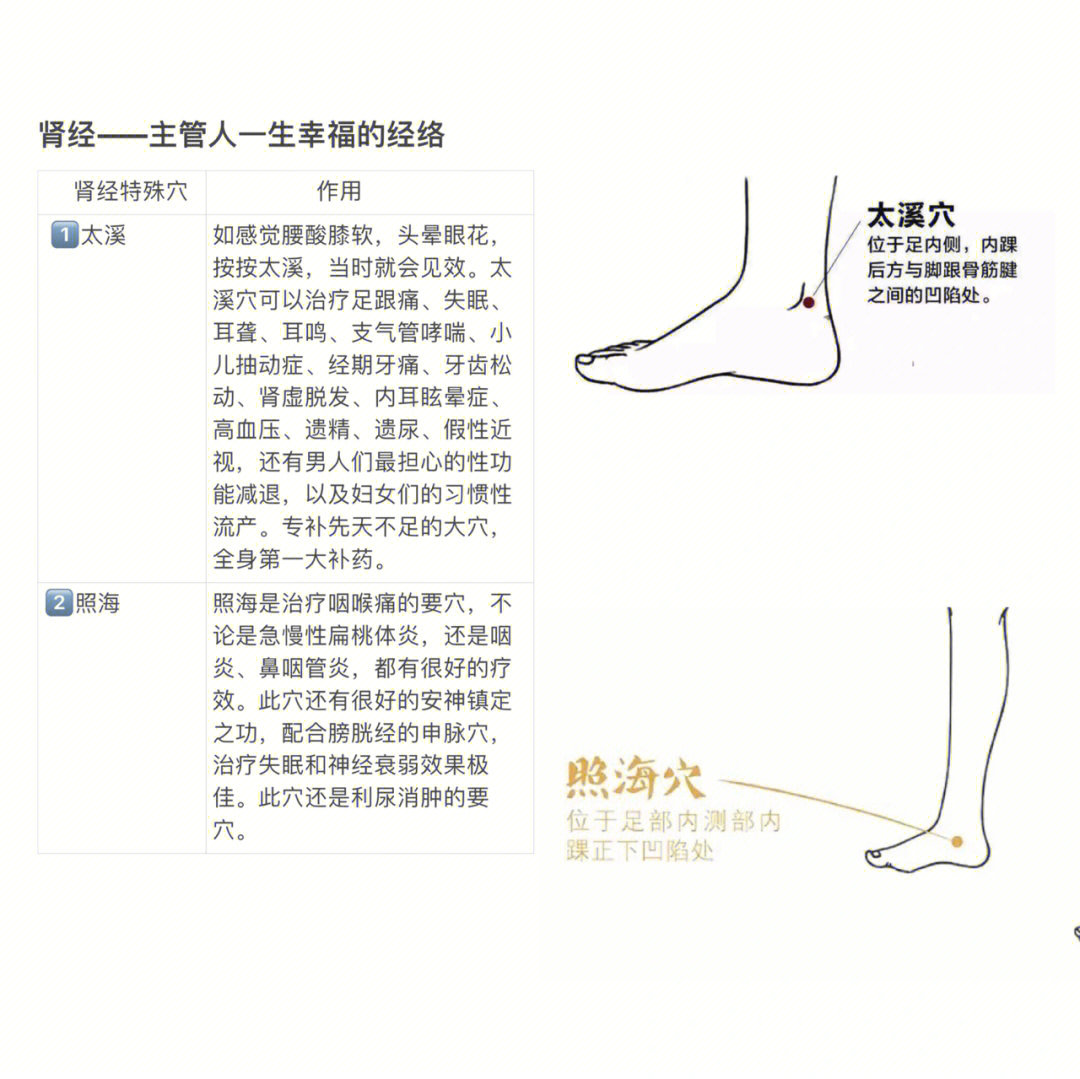 肾的经络走向图解图片