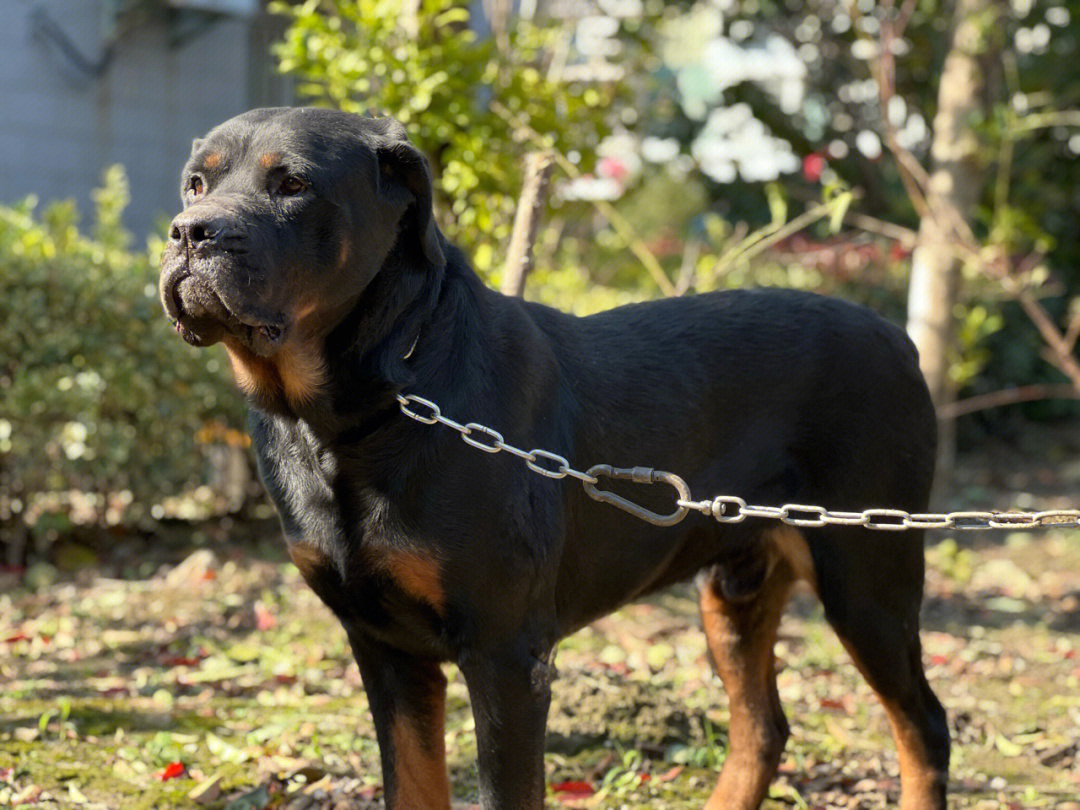 罗威纳犬标准体型图图片