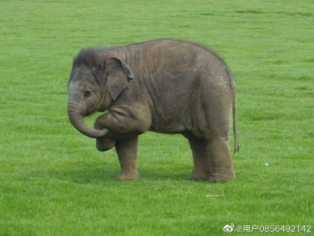 最小的大象图片