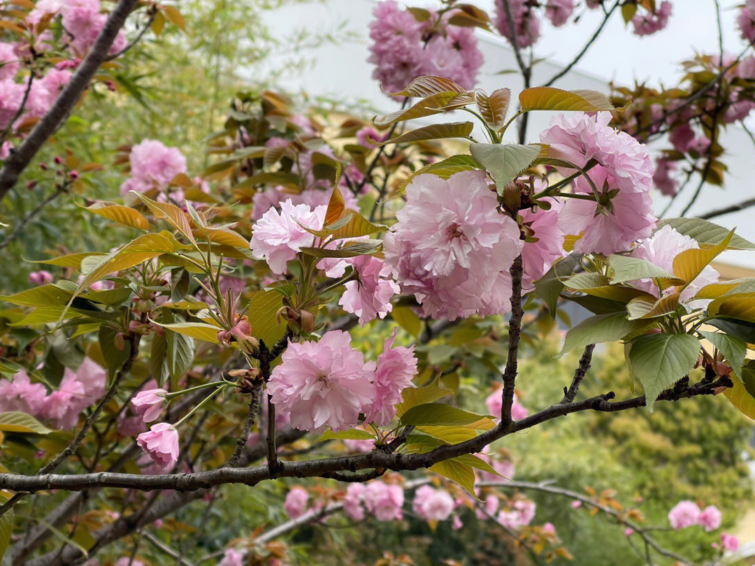 重瓣樱花简介图片