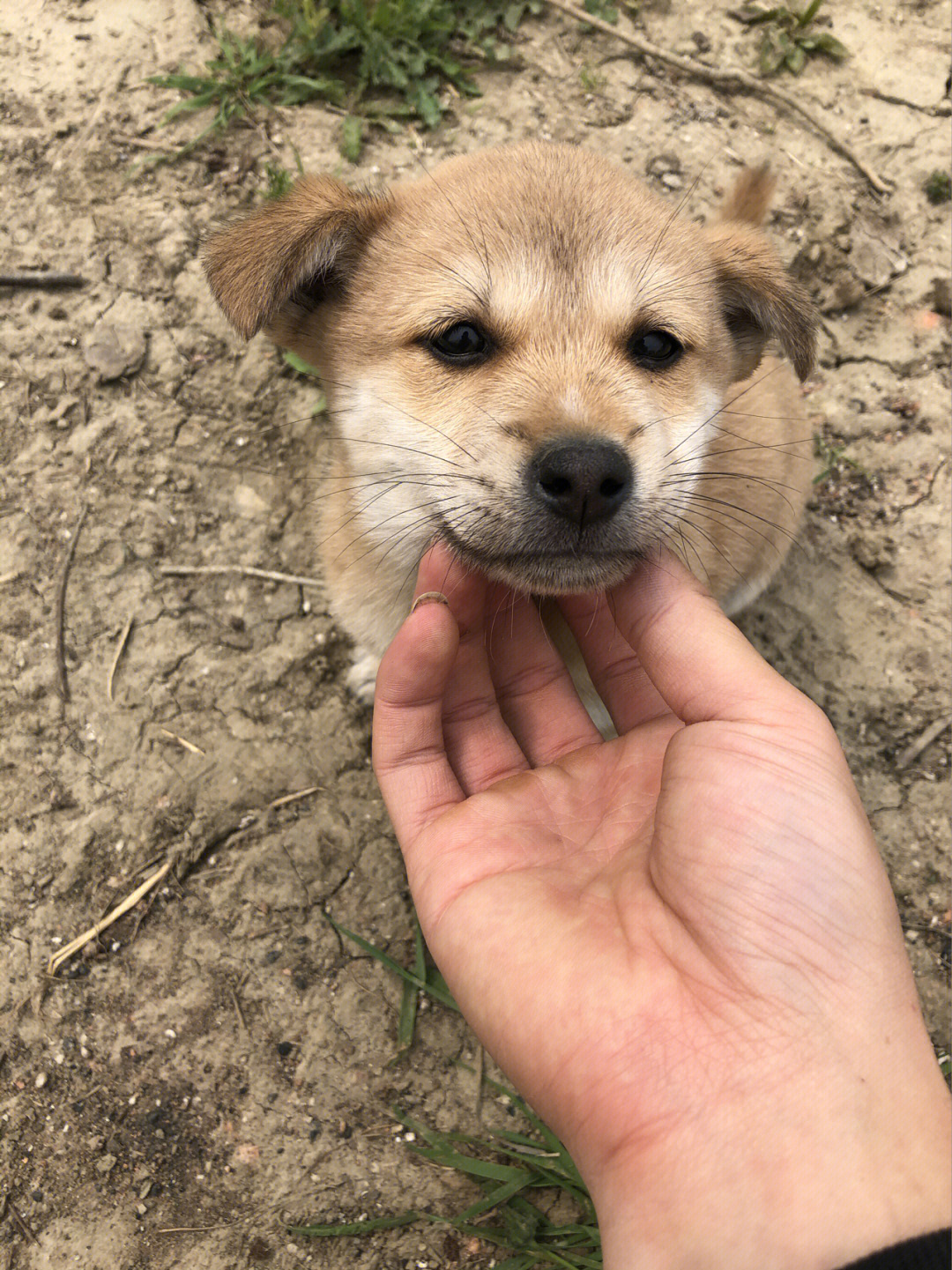 中华田园犬