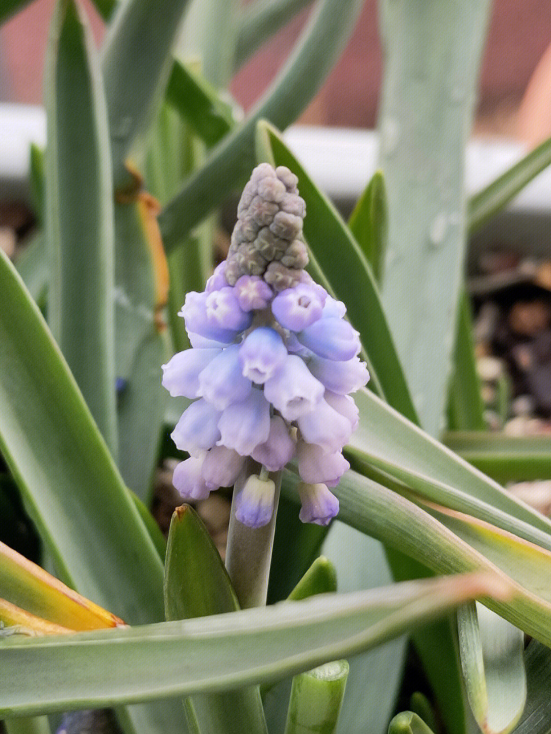 葡风的花花冒出来了,还有绣球稚嫩的花芽和蓝莓鼓鼓囊囊的花苞!