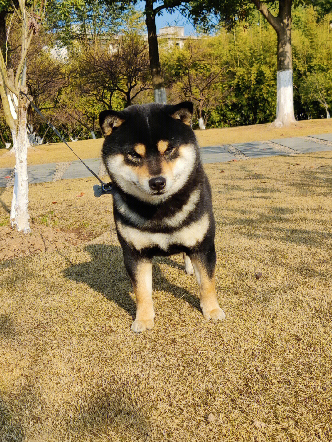 黑柴犬图片成年图片