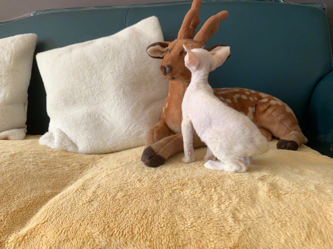 一只和小鹿玩耍的小德文   纯白   双血统  毛霸