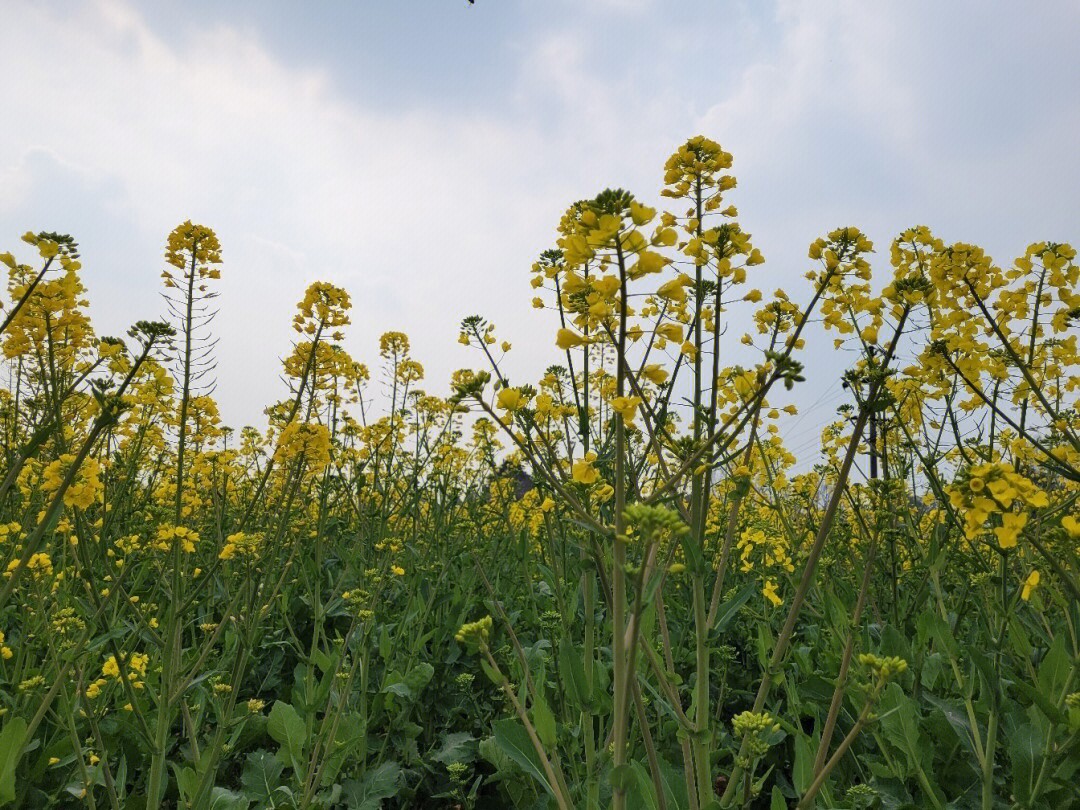 温江菜花