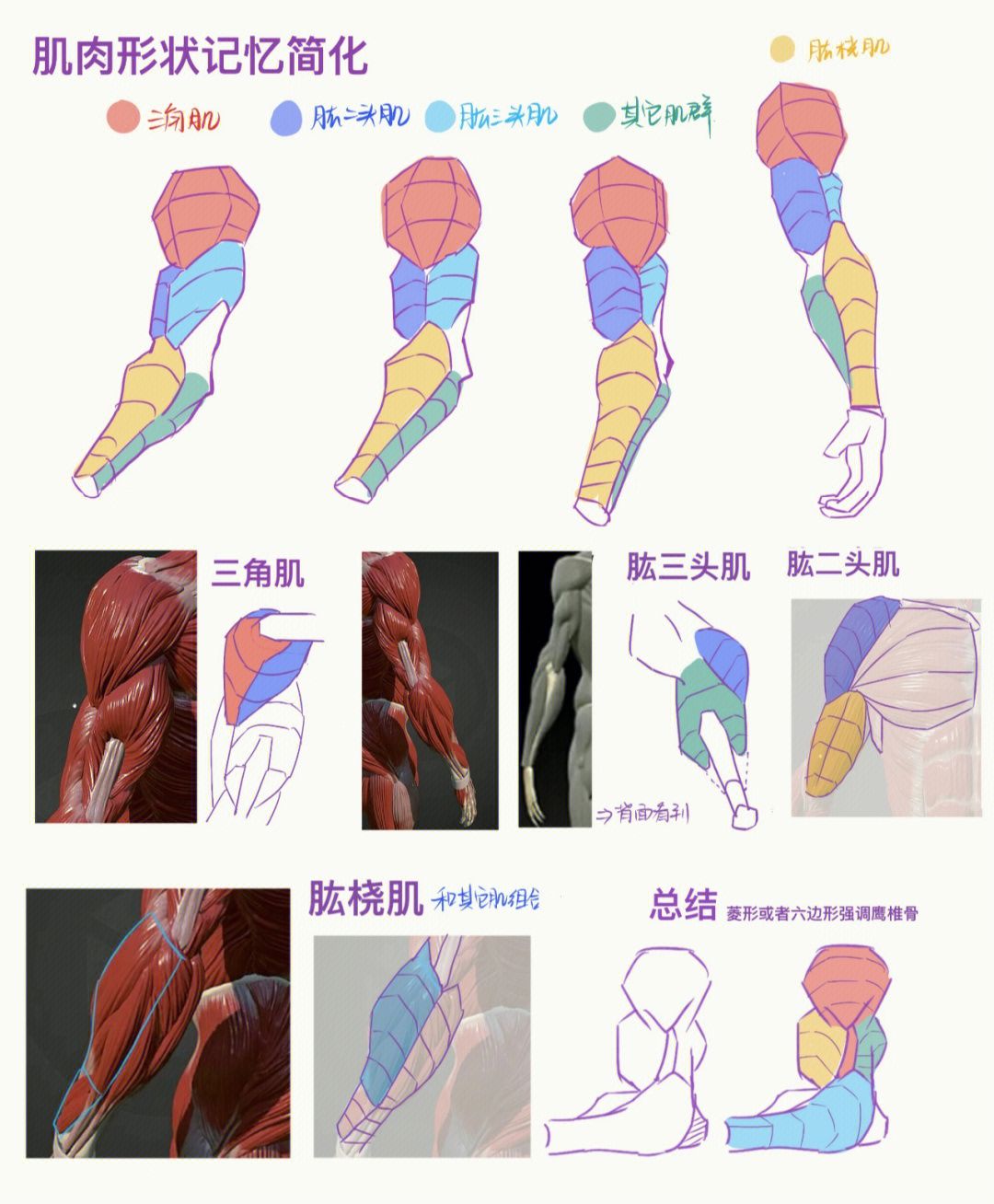 人体手臂的结构简化记忆练习12100