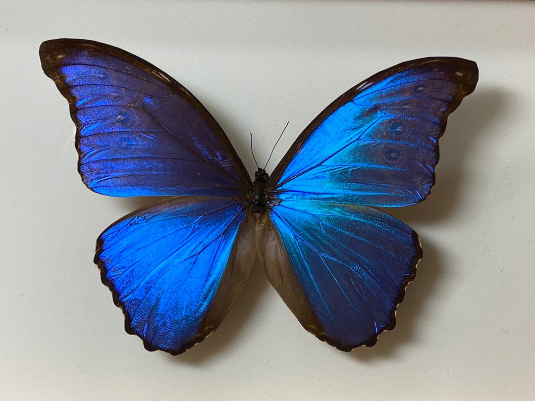 大蓝闪蝶的魅力