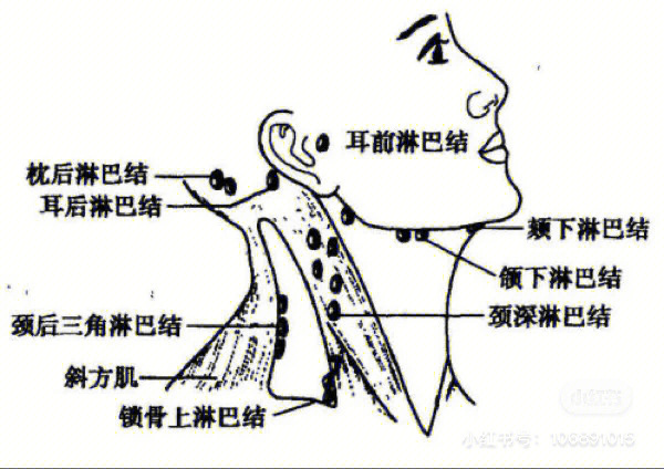 下颌淋巴发炎牙疼