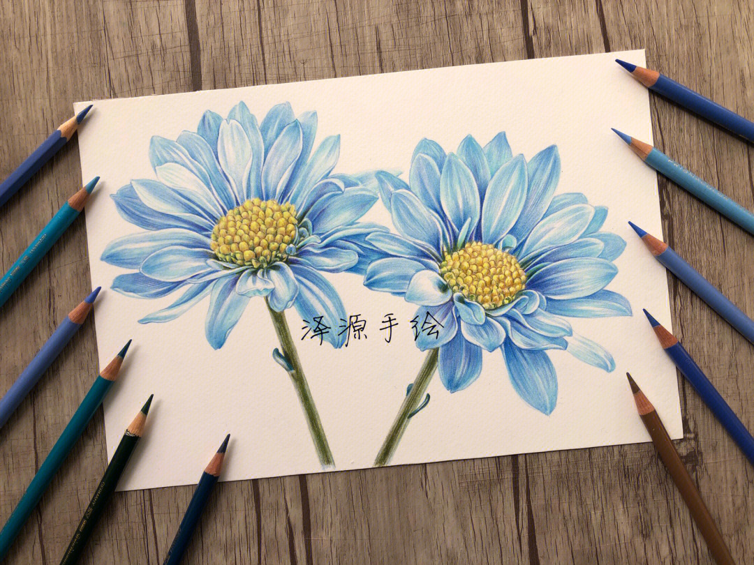彩铅花卉彩铅蓝色雏菊