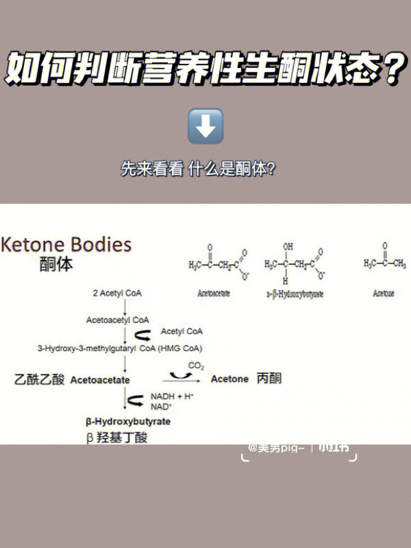 如何判断营养性生酮状态我们先来了解这个