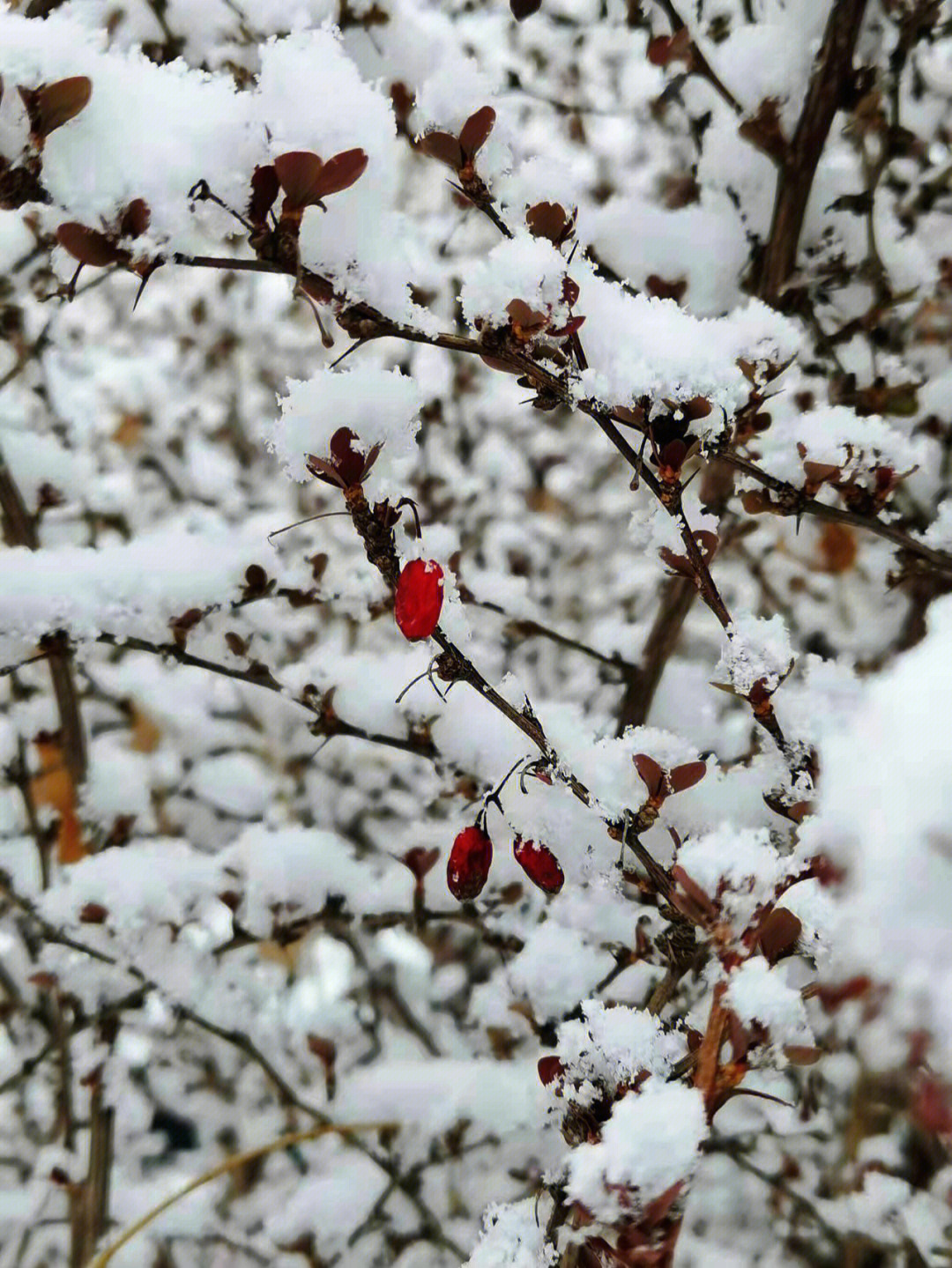 三月春雪