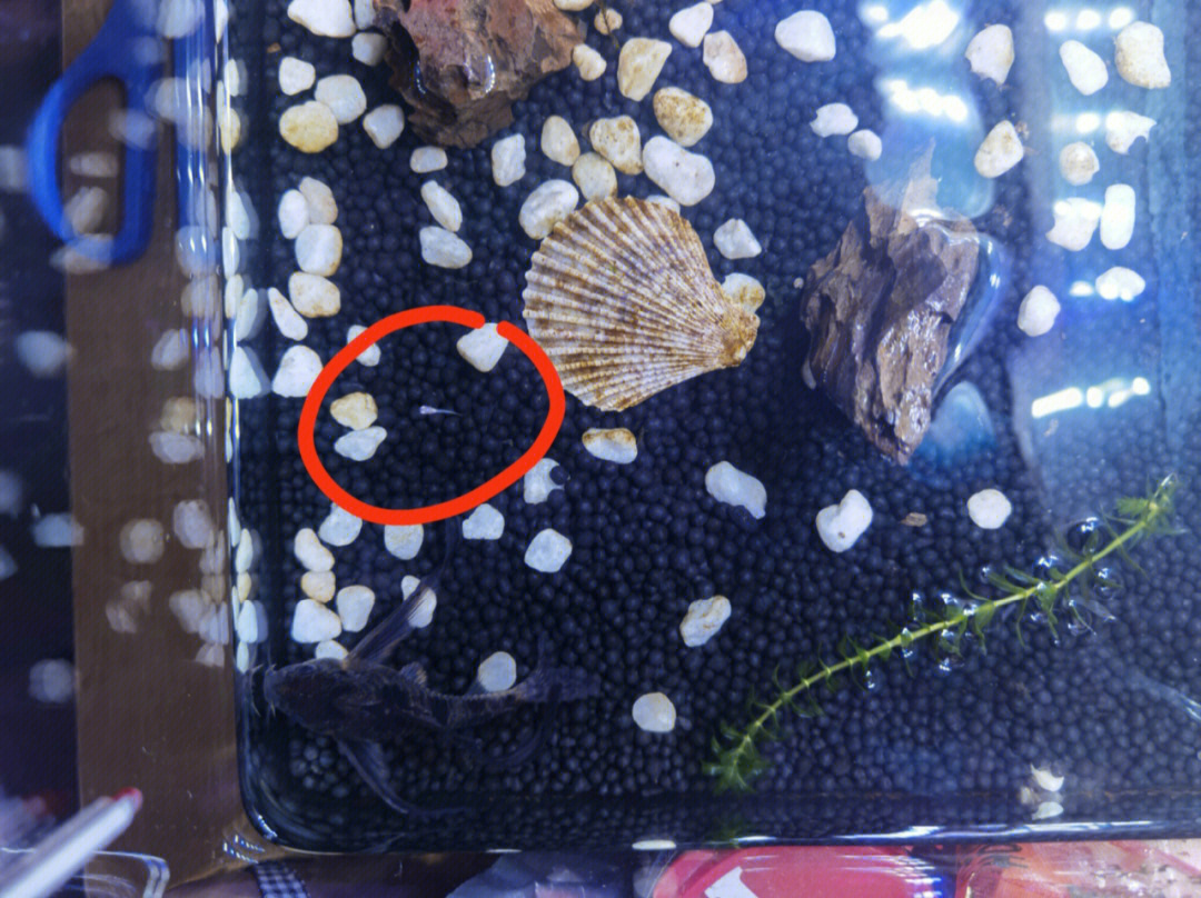 自制孔雀鱼繁殖盒图解图片