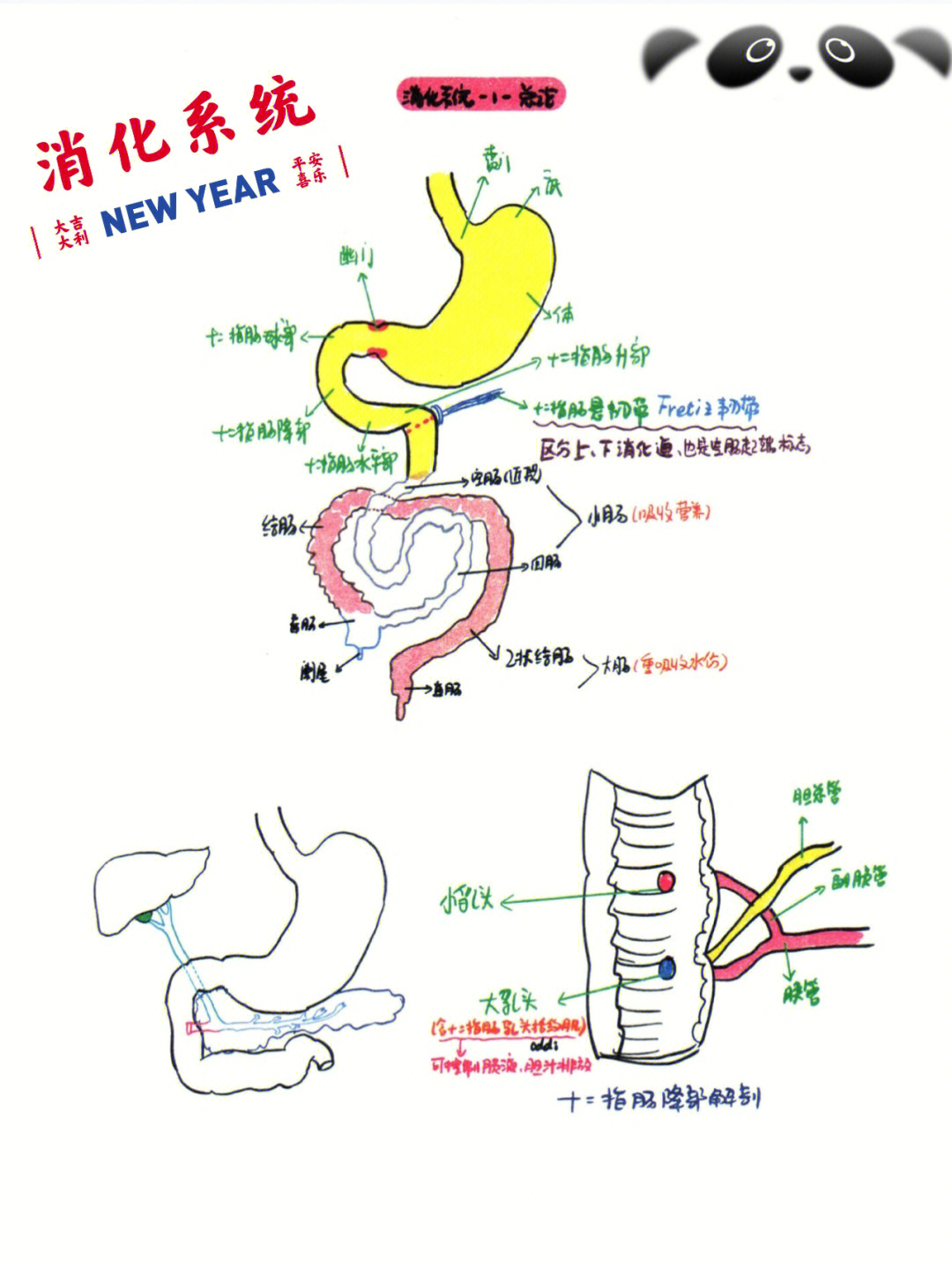 食物经过消化道的顺序图片