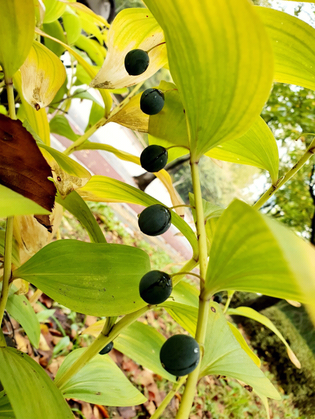 玉珠菜 从哪里来图片