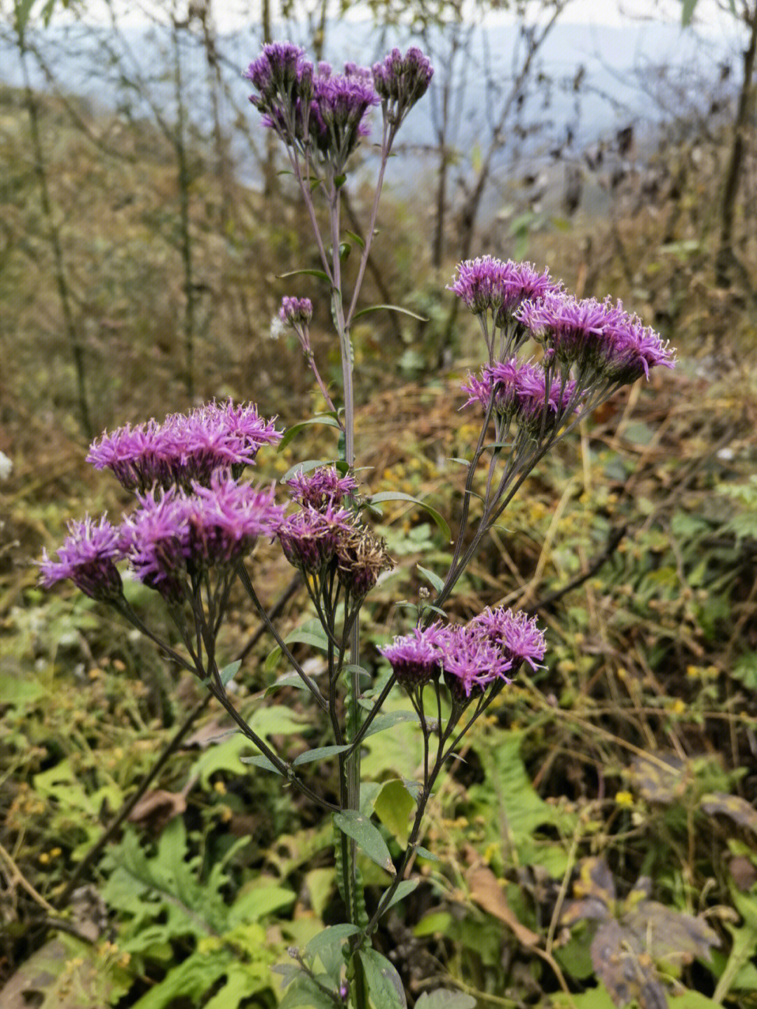 风毛菊